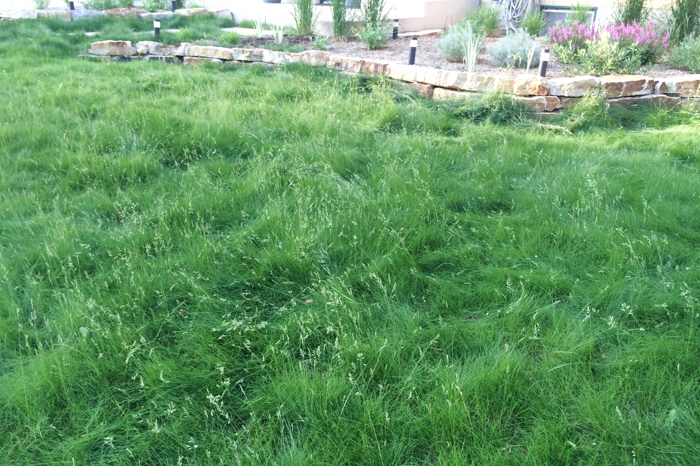 Low Maintenance Reno